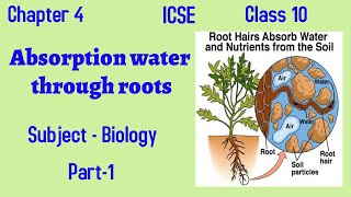 ICSEClass 10BiologyChapter 4Absorption by Roots and Rise of water up to XylemPart 1 [upl. by Atiuqrahc882]