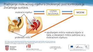 Biologija 8r OŠ  Regulacija stalnoga sastava tjelesnih tekućina čovjeka [upl. by Arluene]