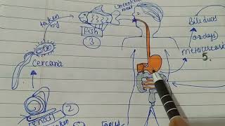 Life cycle of chlonorchis sinensistrematodsmsc zool 1st semOfficial SaNik [upl. by Clava98]