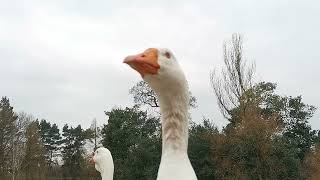 Embden Geese Calls [upl. by Libenson79]