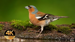 Chaffinch  Fringilla coelebs Singing birds 4K Ultra HD [upl. by Hallie]