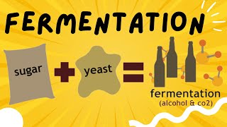 Fermentation explained in 3 minutes  Ethanol and Lactic Acid Fermentation [upl. by Alrrats700]