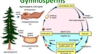 Gymnosperm Notes [upl. by Cristobal753]