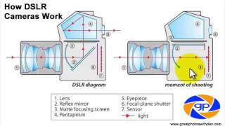 How DSLR Cameras Work [upl. by Atnauqahs]