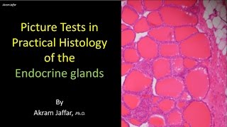 Picture test in histology of the endocrine glands [upl. by Fagen]