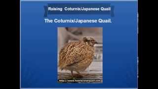 Coturnix Quail [upl. by Adimra]