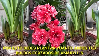 Por esto DEBES PLANTAR CUANTO ANTES TUS BULBOS FORZADOS de amaryllis hippeastrum azucena plantas [upl. by Meraree]