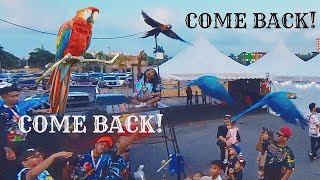 Do Macaw parrots fly back to its owner The birdmen of Havoc Food Festival Johor Bahru petting zoo [upl. by Baelbeer713]