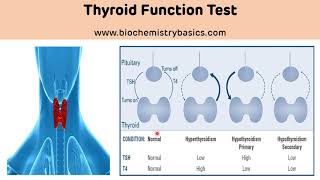 Thyroid Function Test Biochemistry  Thyroid Hormones  TFT [upl. by Carli]