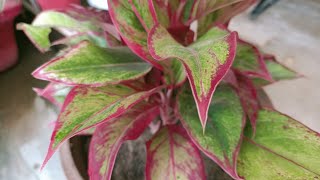 Lipstick Aglaonema Care explained in simple steps for healthy amp beautiful plant [upl. by Amrac]