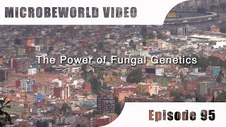 MWV95  The Power of Fungal Genetics [upl. by Yrocal]