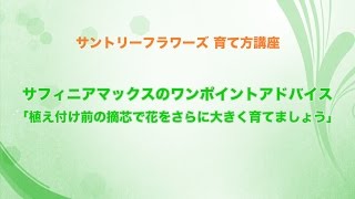 サントリーフラワーズ 育て方講座「サフィニアマックスのワンポイントアドバイス」 58秒 [upl. by Adlihtam]