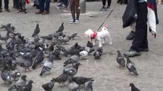 Alle duiven op de Dam en een hondje  Pigeons at the Dam Square [upl. by Aihtak]