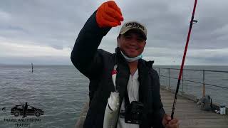 FISHING SPOT VICTORIA CATCHING SALMON IN MORDIALLOC PIER [upl. by Abie]