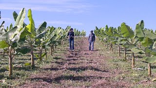 Cultivo de banana em plantio direto como implantar uma lavoura com as técnicas de plantio direto [upl. by Nojram424]