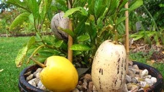 How to grow Pepino fruit from Seeds amp from Cuttings [upl. by Iaj352]