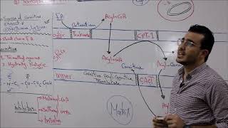 2nd Year CVS 2 Carnitine Shuttle Dr Ebrahim Elhusseiny [upl. by Salangia]