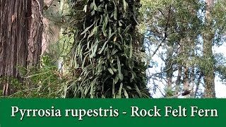 Pyrrosia rupestris  The Rock Felt Fern  A Climbing Fern that grows on Rocks and Trees [upl. by Asteria695]