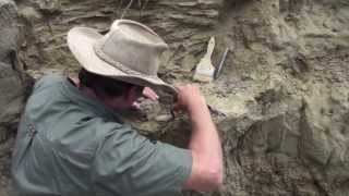 Fossil hunting with PaleoAdventures  in the quarry at last [upl. by Forest]