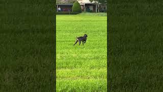 vorstehhund jagdhundeausbildung jagdhund hund jagd deutschkurzhaar dogswithjobs gsp [upl. by Gudren975]