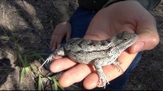 Texas Spiny Lizard Sceloporus olivaceus [upl. by Iglesias307]