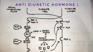 Anti diuretic hormone  mechanism of action on renal tubules  med tutorials [upl. by Slen]