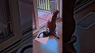 What shamelessness 😀😀douyin funnyvideo cat [upl. by Ecienaj]