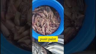 mga isda ngayong araw sa talipapa fishing barracudafish musicgenre automobile [upl. by Asiulana]