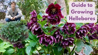 Hellebores  Complete Growing Guide  Best Evergreen Shade Perennial [upl. by Salis]