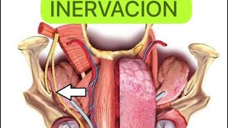 INERVACIÓN DE LA LENGUA 👅  EN 1 MINUTO [upl. by Warde801]