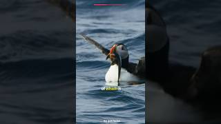 Puffin Bird viralshort facts topamezingfacts amazingfacts animals [upl. by Hadlee]