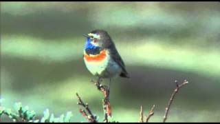 Bluethroat Blåstrupe Варакушка Blåhake Luscinia svecica Podróżniczek Blauwborst Tinnhølen [upl. by Etnomed]