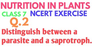 Distinguish between a parasite and a saprotroph  Nutrition in plants class 7th ncert solution [upl. by Artemisa]