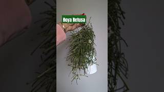 Hoya Retusa is the Perfect Beginner Hoya 🌿 hoyaaddict plants orchid [upl. by Akemad]