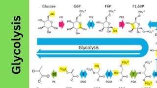 Glycolysispreparatory phaseoxidative phase [upl. by Sheffie]