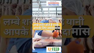 Landrace Breed। सुअर पालन में सर्वोत्तम नस्ल । pig farming shorts shortvideo viralvideo [upl. by Musetta585]