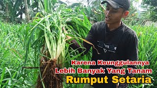 Rumput Setaria Cepat DiPanen Daun Lembut Dan Tunasnya Banyak [upl. by Eveivenej981]