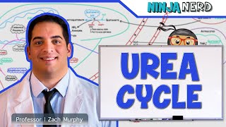 Metabolism  Urea Cycle [upl. by Mcgraw]