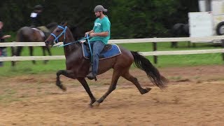 SOLD Speed Racking Standardbred Trotter FOR SALE  Jacob Parks Horsemanship [upl. by Justis363]