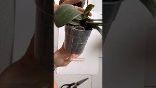 TUTORIAL rinvaso orchidee 🌺 orchidee curaorchidee tutorial [upl. by Anaidirib]