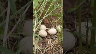 Peahens eggs in our farm pecock farming agriculture viralvideo viral viralshorts viral [upl. by Aed]