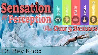 Psychology of Sensation amp Perception Explained via Our 5 Senses [upl. by Lenoj]