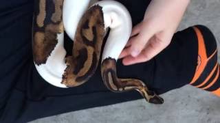 Ball Python Morphs Piebald [upl. by Nosnorb]