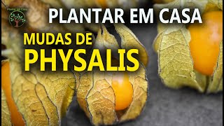 Mudas de Physalis com Mario Terlechi Horta e Natureza [upl. by Selene556]