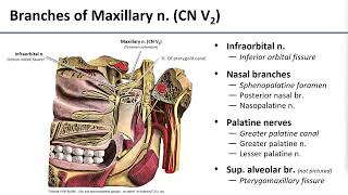 15 Pterygopalatine Fossa Contents [upl. by Hufnagel186]