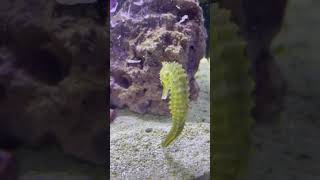 Seahorse Eating seahorse fishaquarium fish aquarium aquariumfun animal sea nature [upl. by Idou]