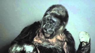 Koko the gorilla is the voice of Nature at COP21 [upl. by Kaden]