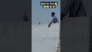 😱😱🕊️ Wait For End pigeon pigeonlover kabuter paint viralvideo bird colour 1kviews viral [upl. by Isaak]