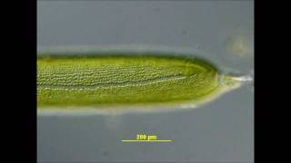 Cytoplasmic Streaming in Nitella [upl. by Hnirt]