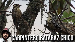 Carpintero bataraz chico 4K Veniliornis mixtus chorreado Pica pau chorão Checkered woodpecker [upl. by Hamforrd]